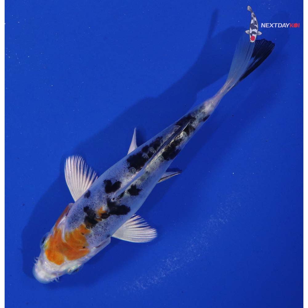 4.5” Imported Heisei Nishiki