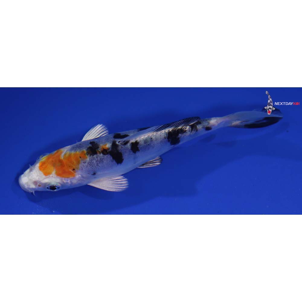 4.5” Imported Heisei Nishiki