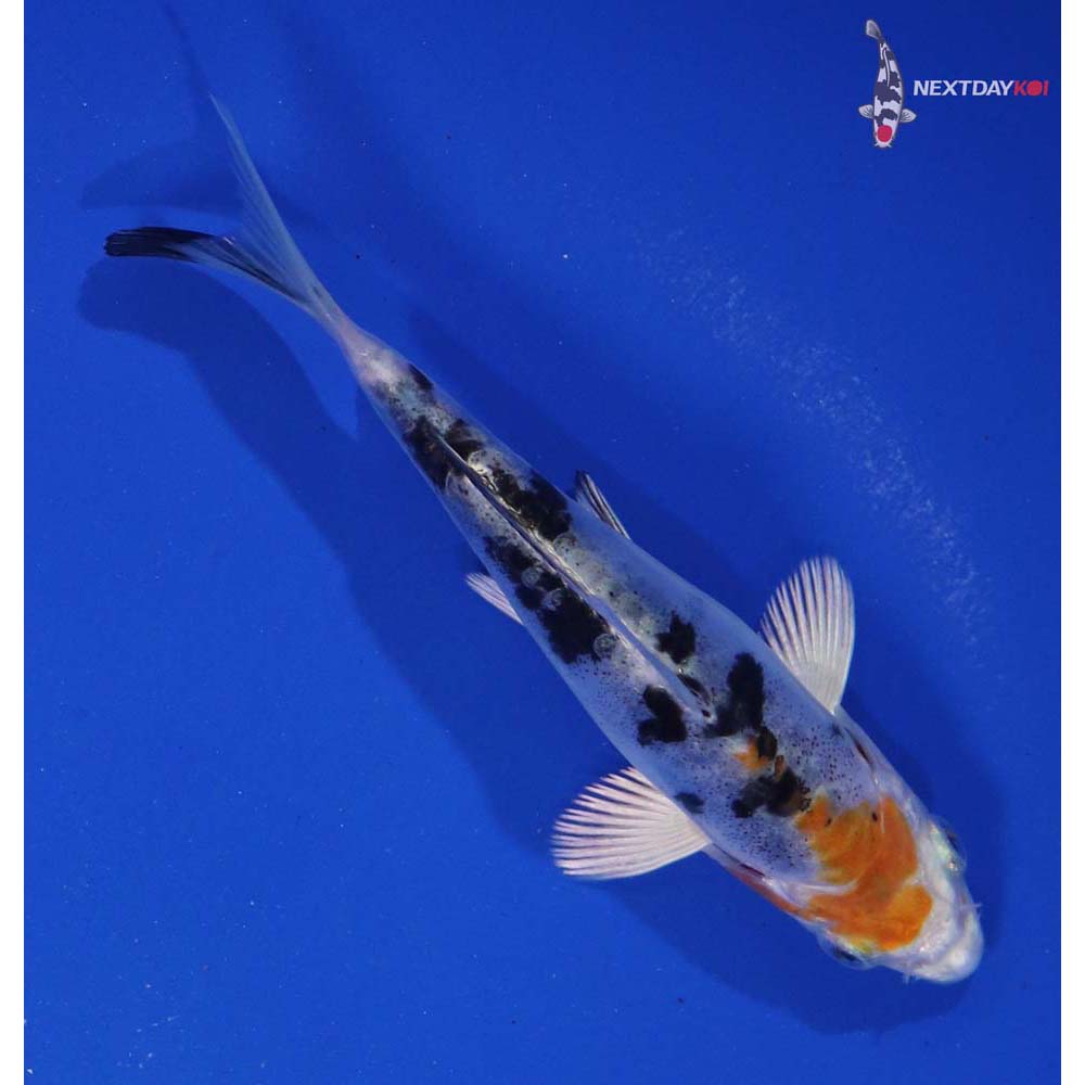 4.5” Imported Heisei Nishiki