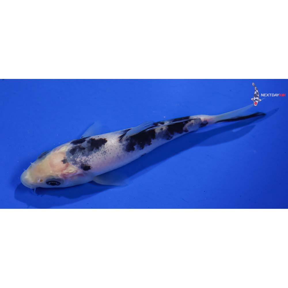 4” Imported Shiro Bekko