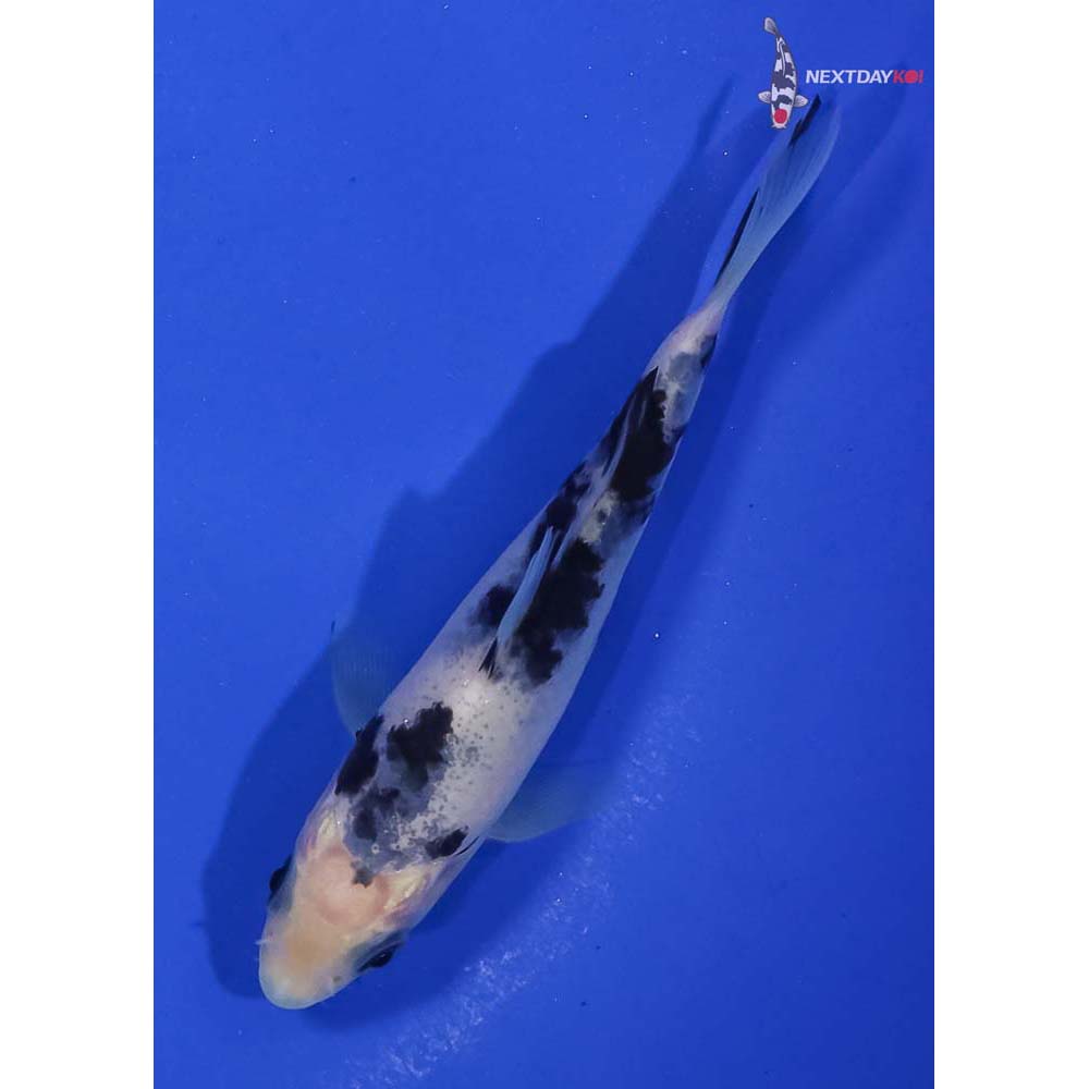 4” Imported Shiro Bekko