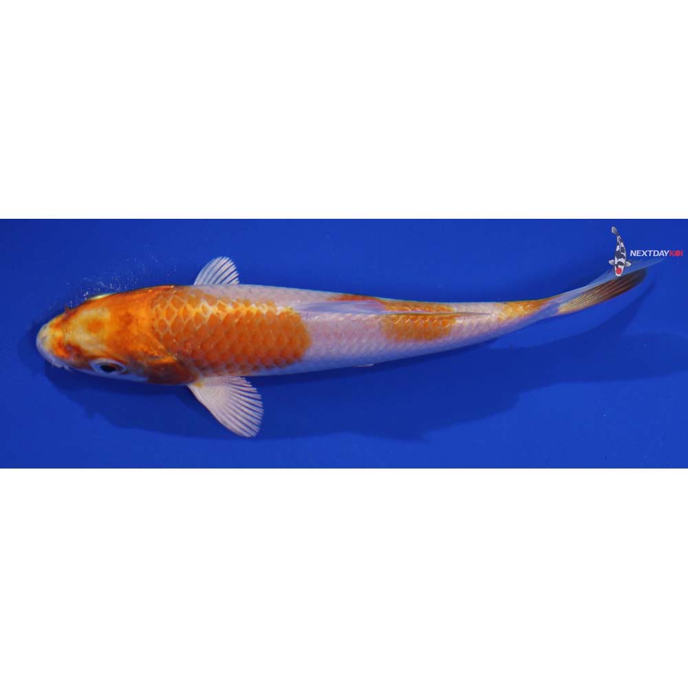 4.5” Imported Hariwake