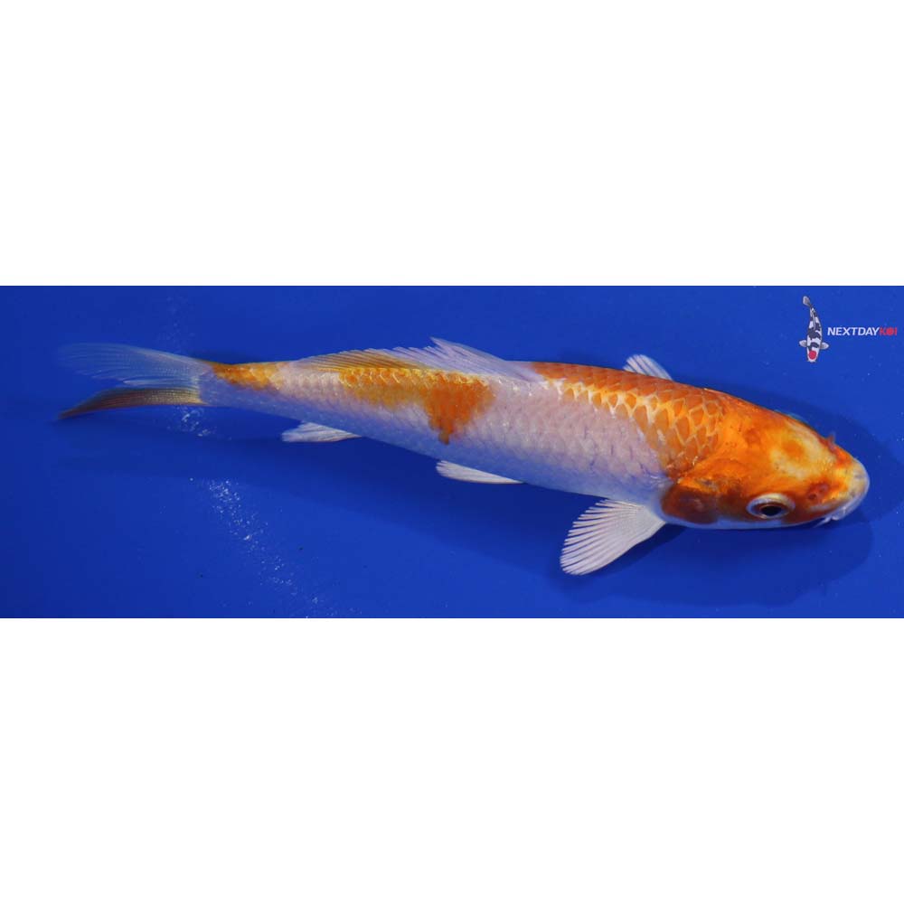 4.5” Imported Hariwake