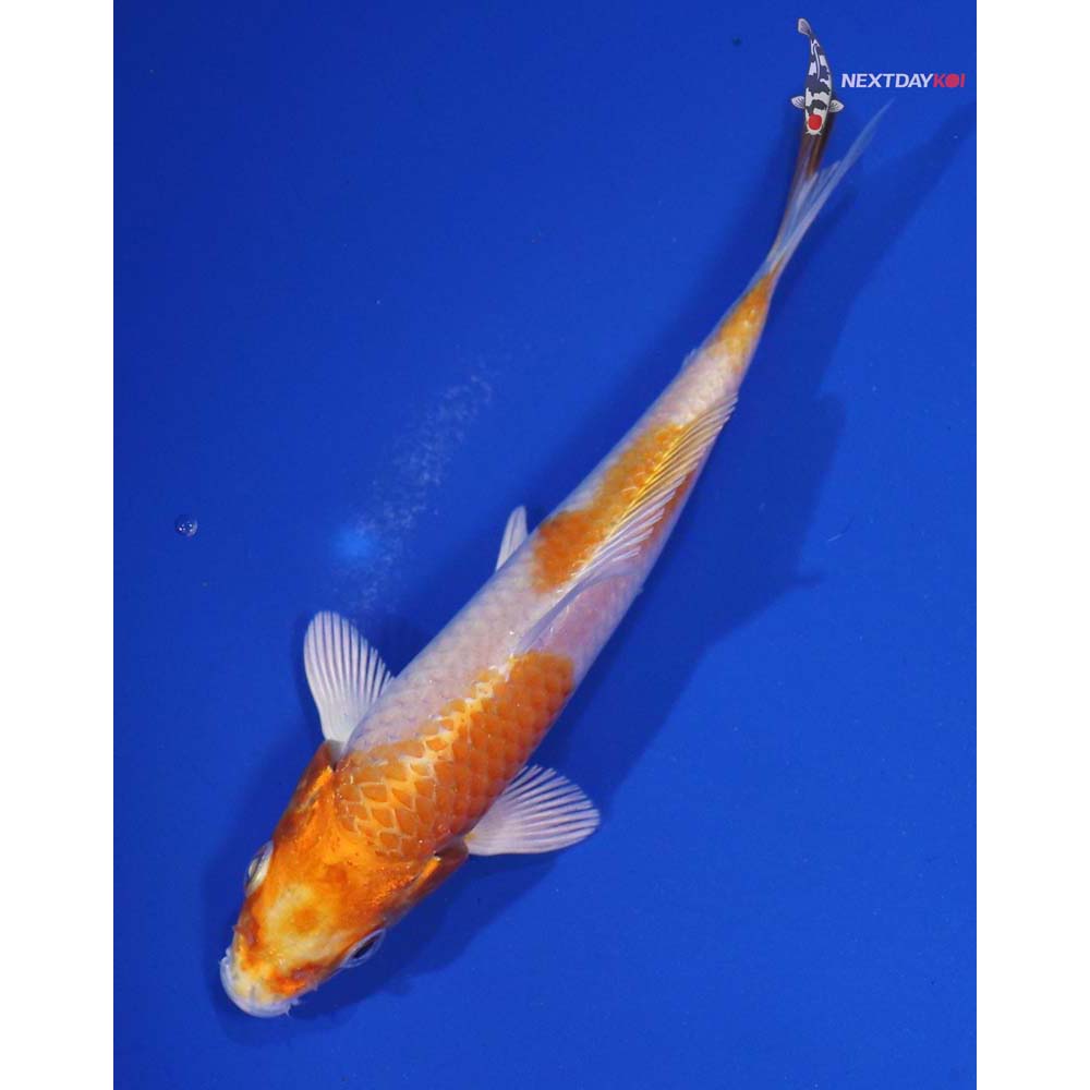 4.5” Imported Hariwake