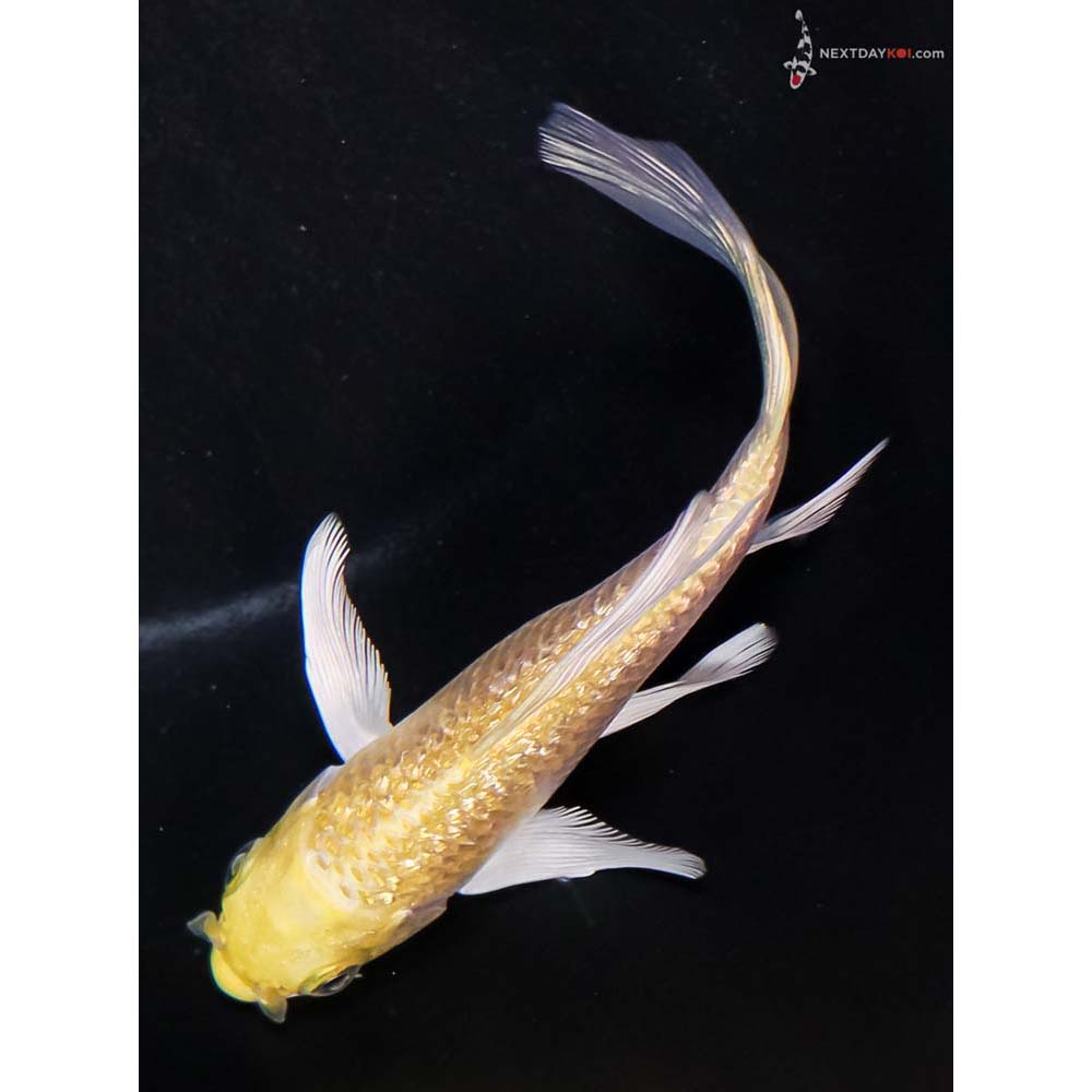 4.5” Imported Gin Rin Yamabuki Ogon Butterfly Koi