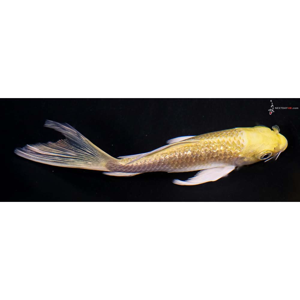 4.5” Imported Gin Rin Yamabuki Ogon Butterfly Koi