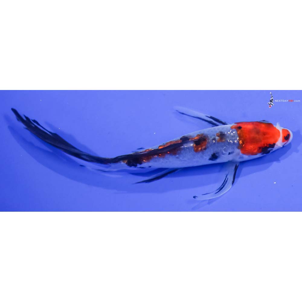 5.5” Imported Sanke Butterfly Koi