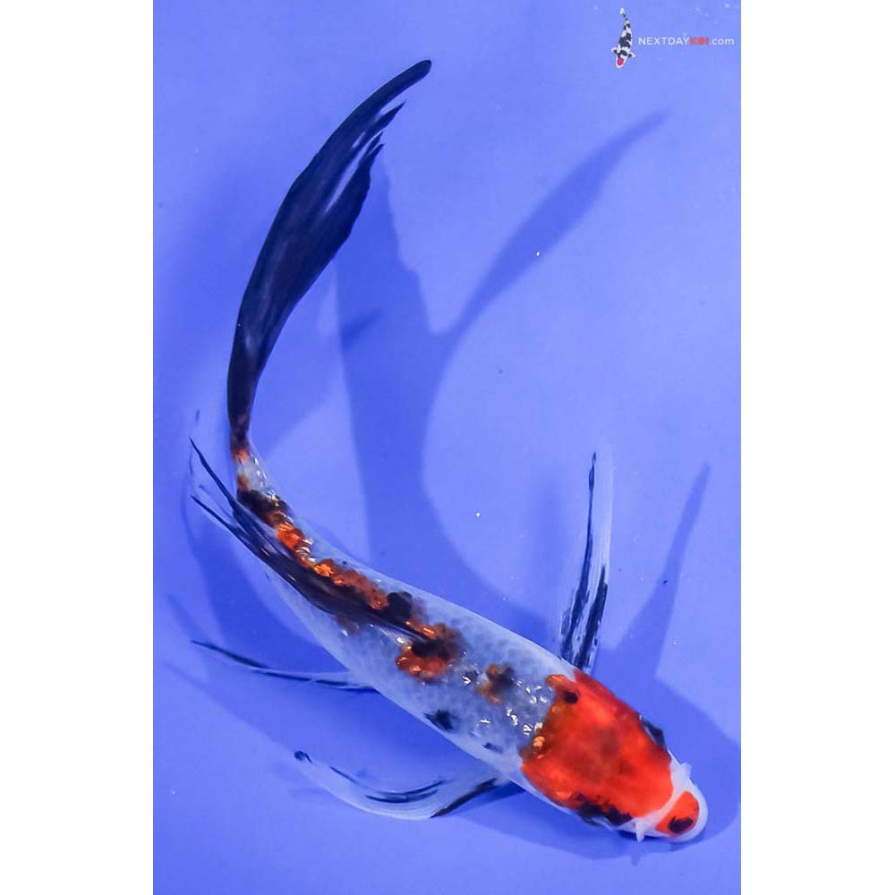 5.5” Imported Sanke Butterfly Koi