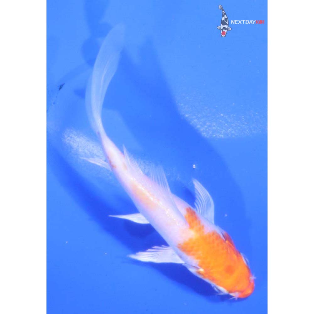 3.5” Imported Hariwake Butterfly Koi