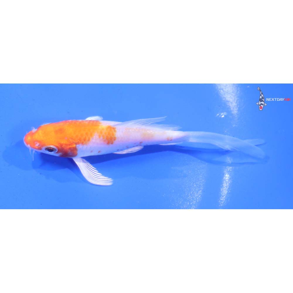 3.5” Imported Hariwake Butterfly Koi