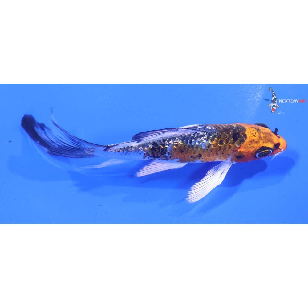 4” Imported Gin Rin Kujaku Butterfly Koi