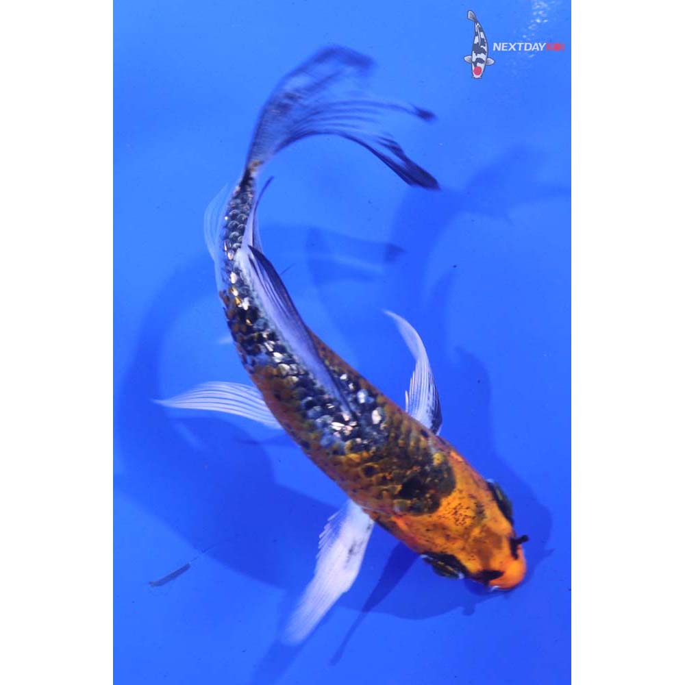4” Imported Gin Rin Kujaku Butterfly Koi