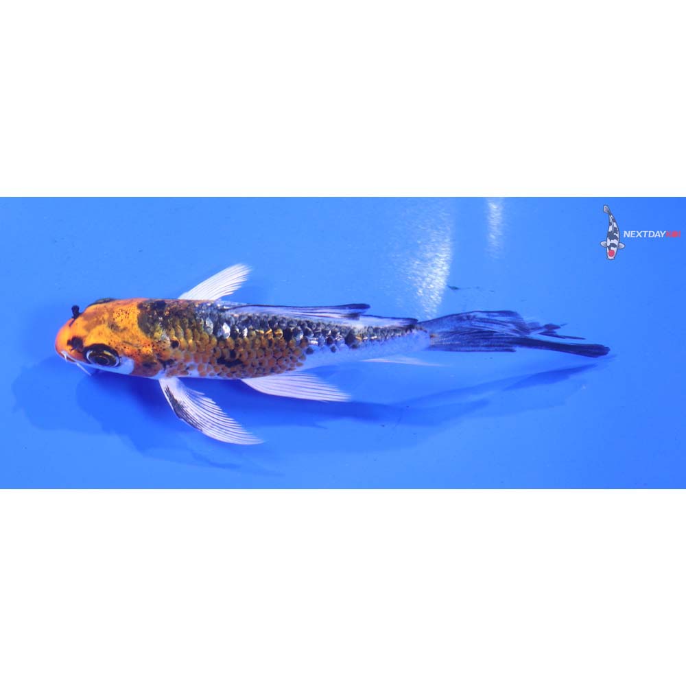 4” Imported Gin Rin Kujaku Butterfly Koi