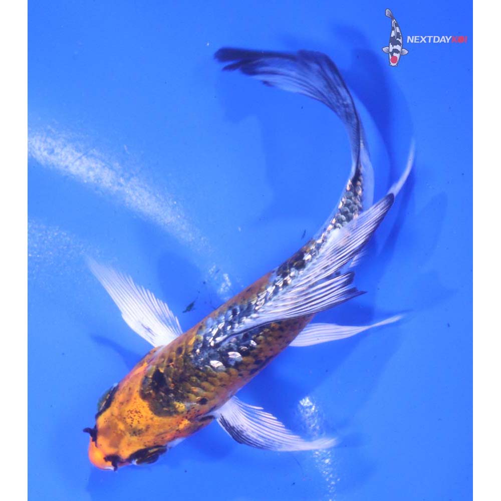 4” Imported Gin Rin Kujaku Butterfly Koi