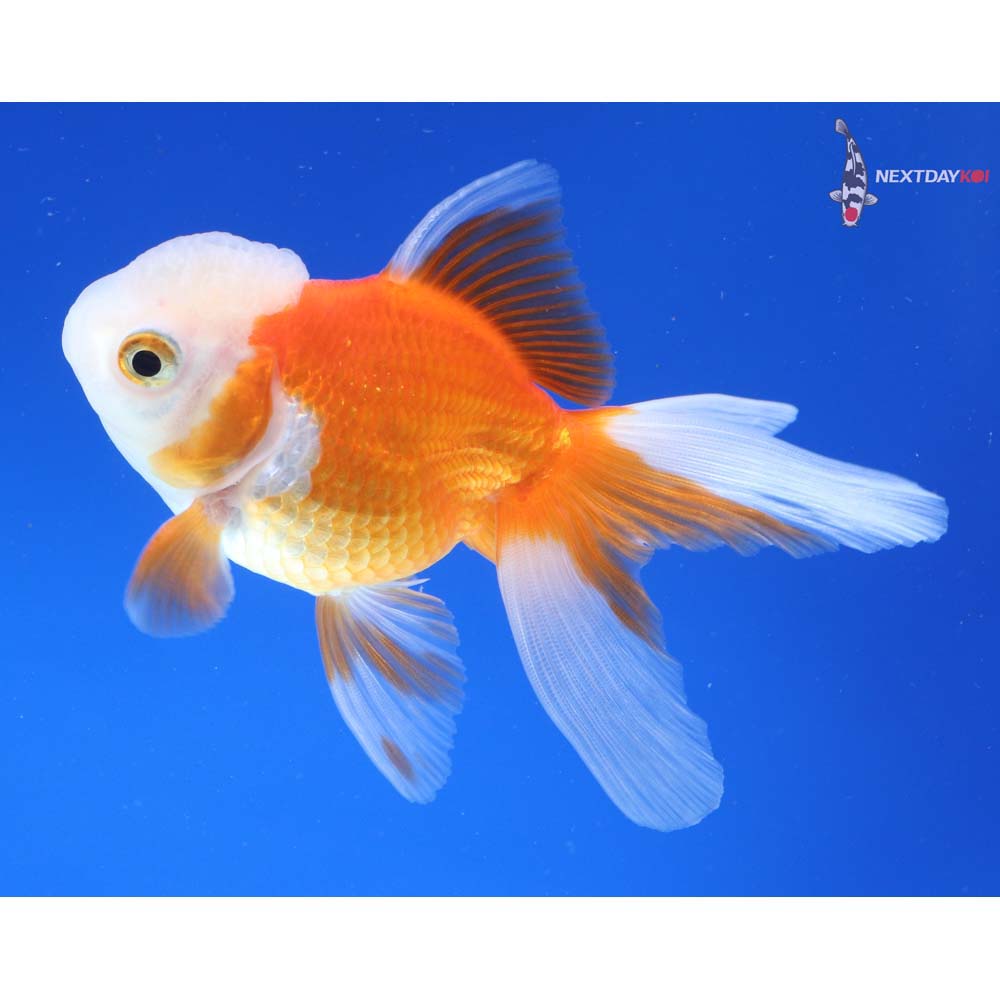 4” Imported Red and White Oranda