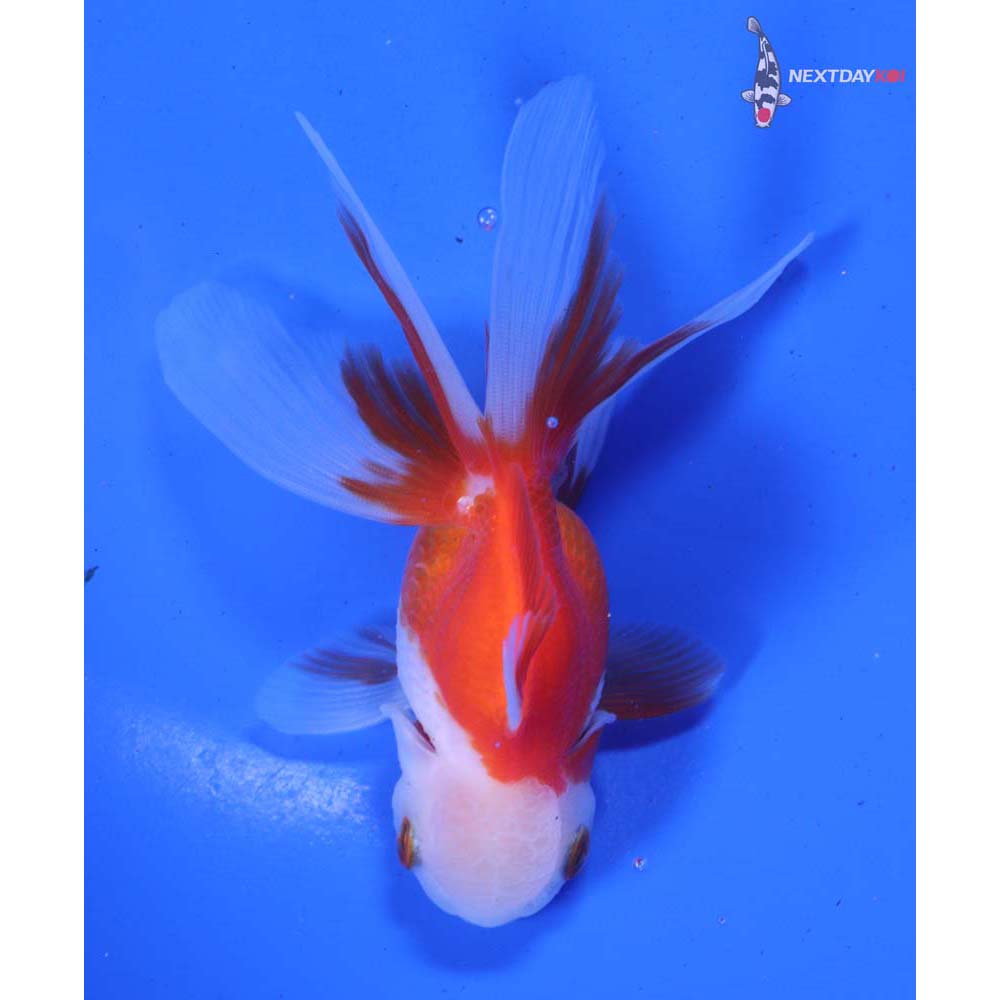 4” Imported Red and White Oranda