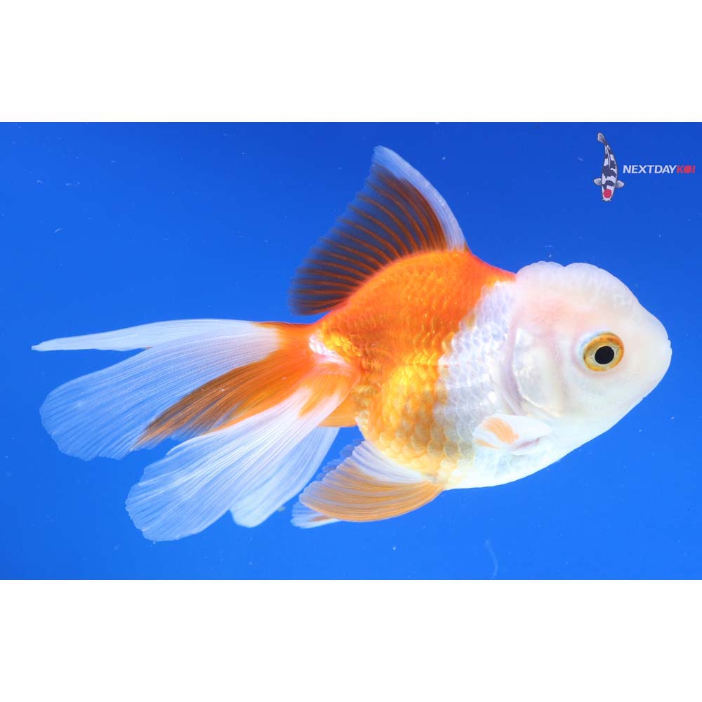 4” Imported Red and White Oranda