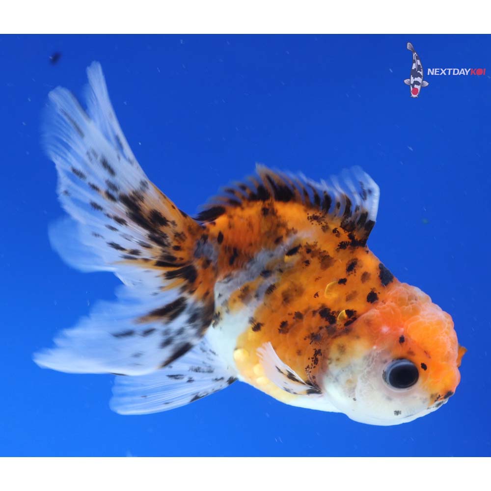 4” Imported Calico Oranda
