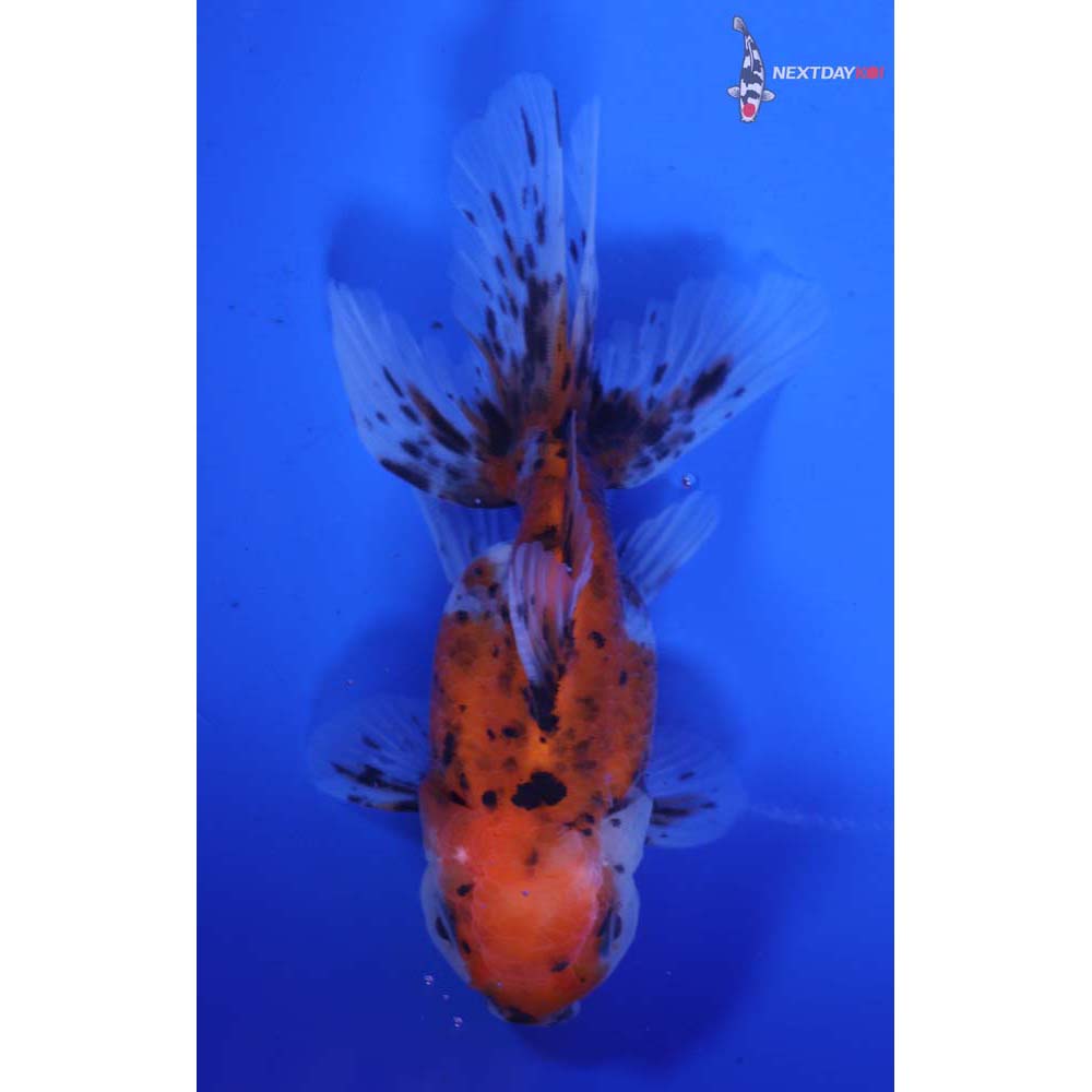 4” Imported Calico Oranda