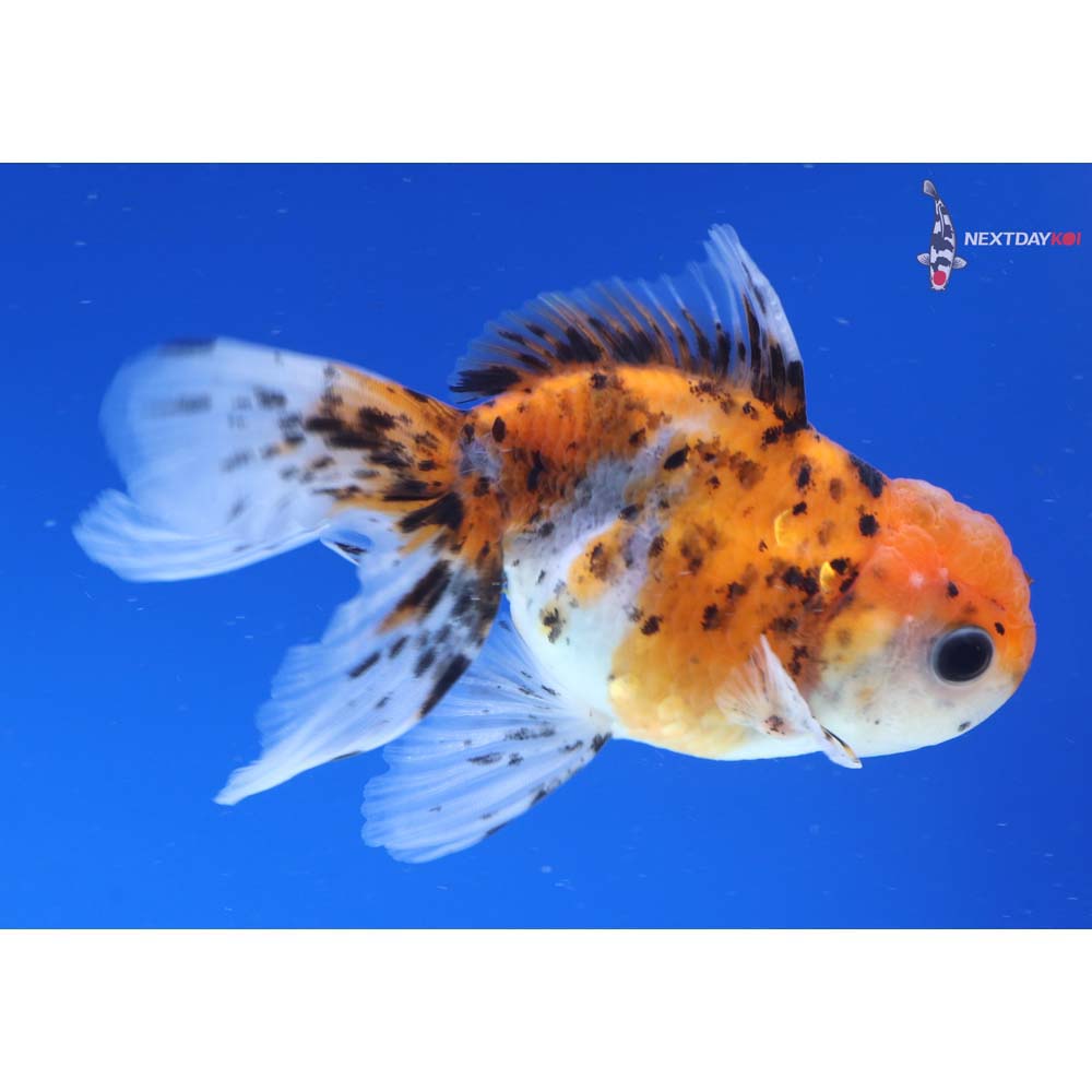 4” Imported Calico Oranda