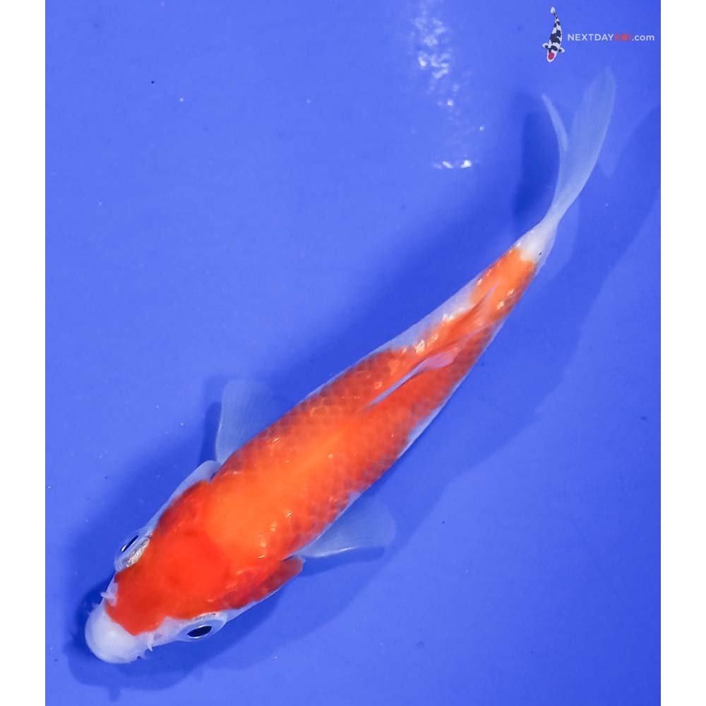 3.5” Imported Kohaku