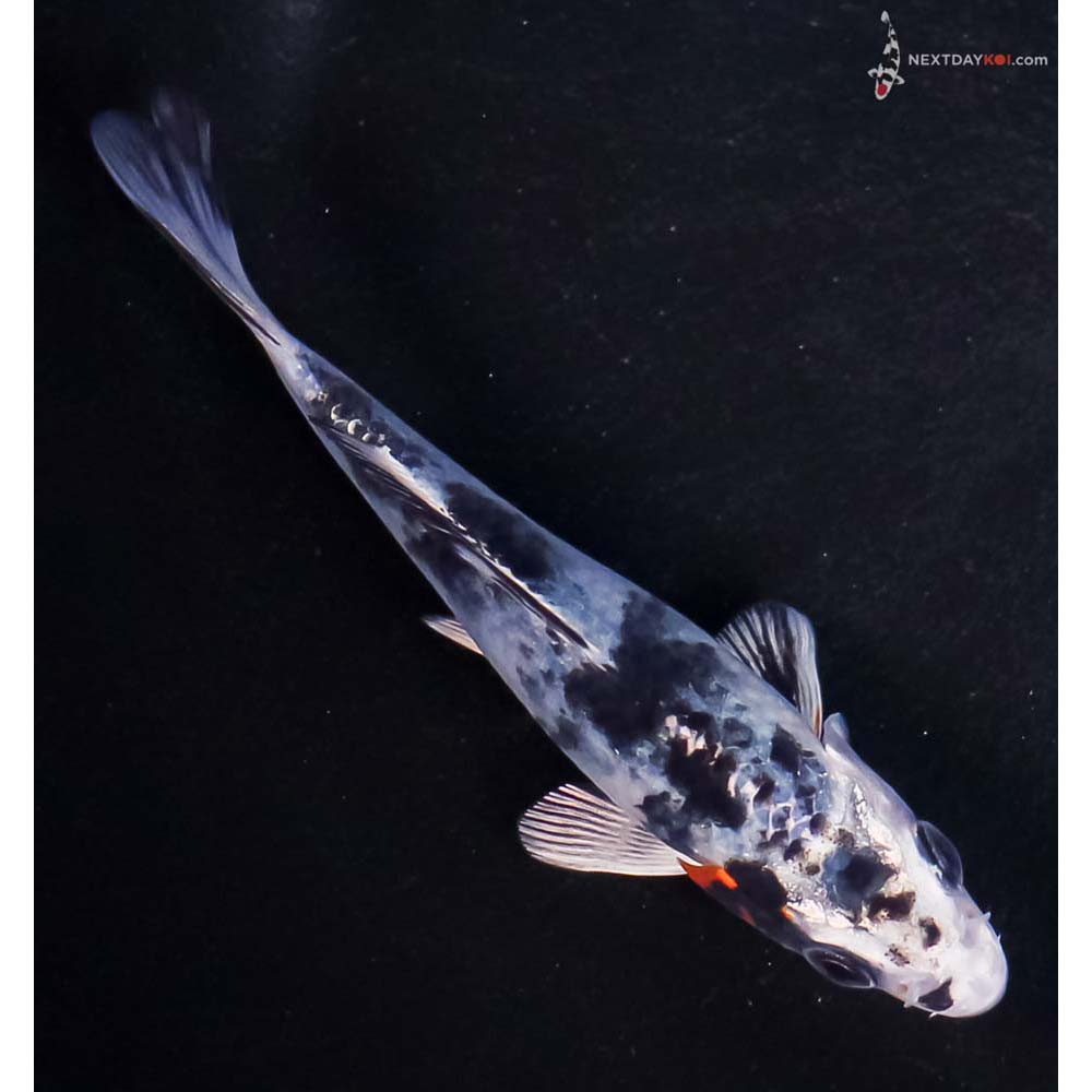 4” Imported Yamato Nishiki