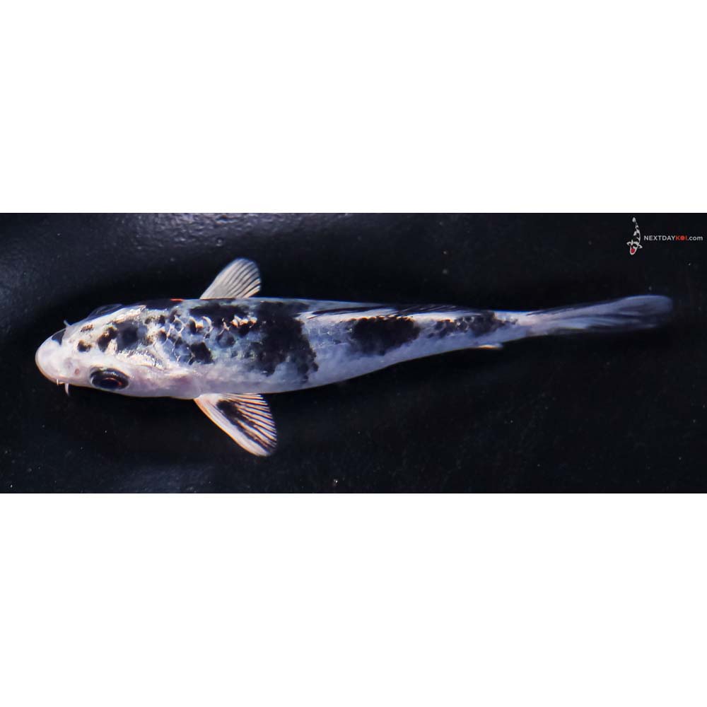 4” Imported Yamato Nishiki