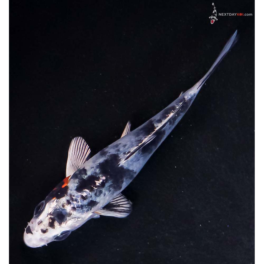 4” Imported Yamato Nishiki