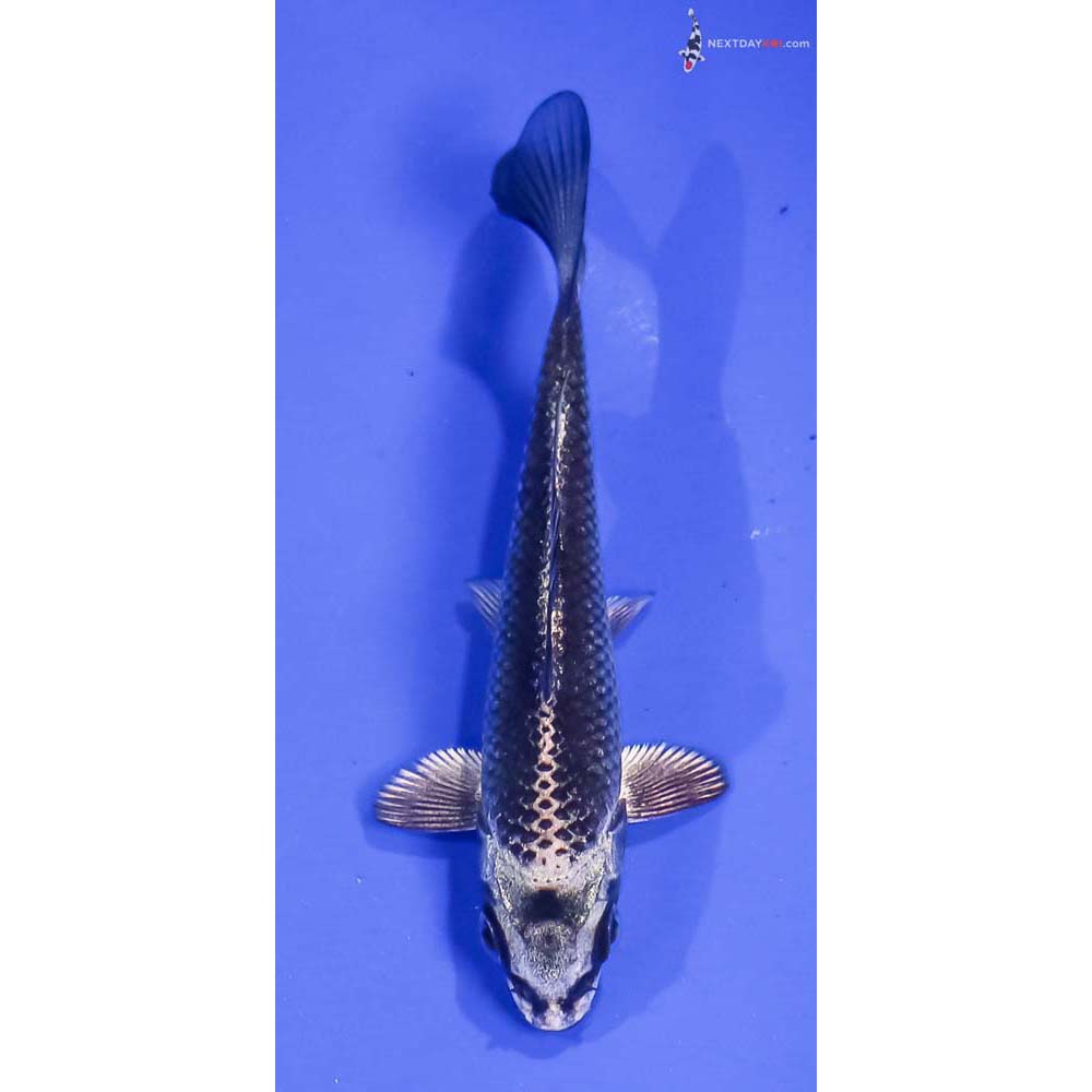 4” Imported Gin Matsuba