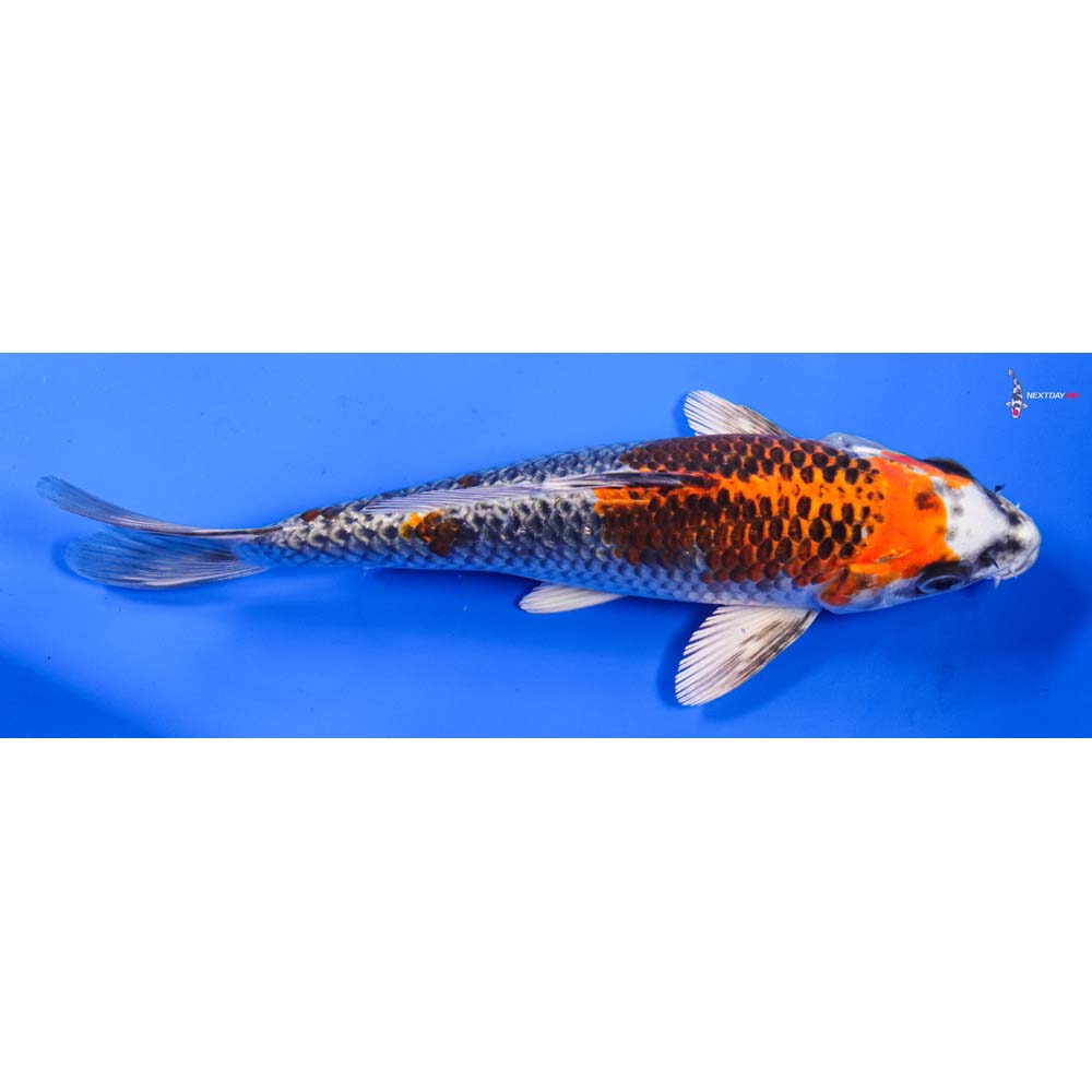 8” Imported Kujaku