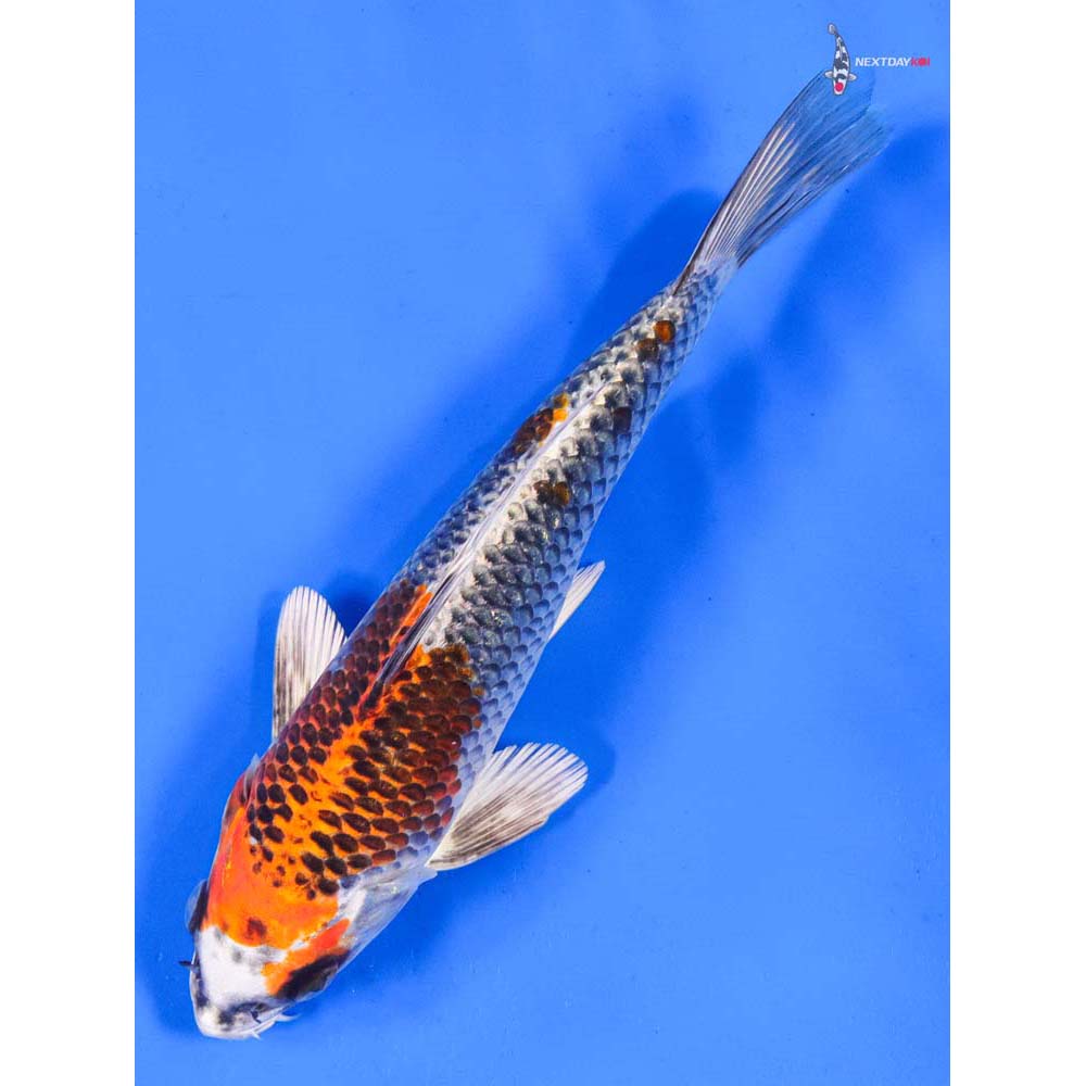 8” Imported Kujaku