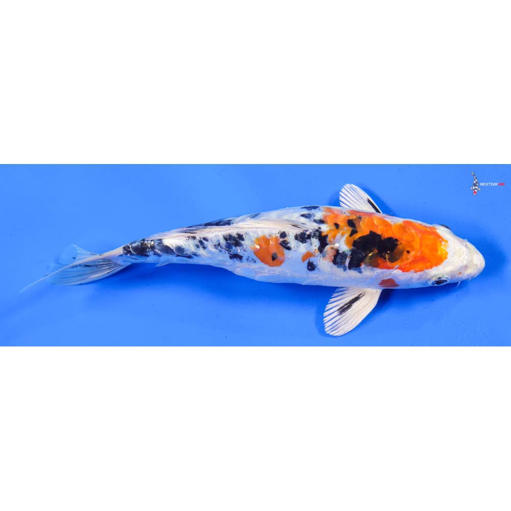 8” Imported Heisei Nishiki