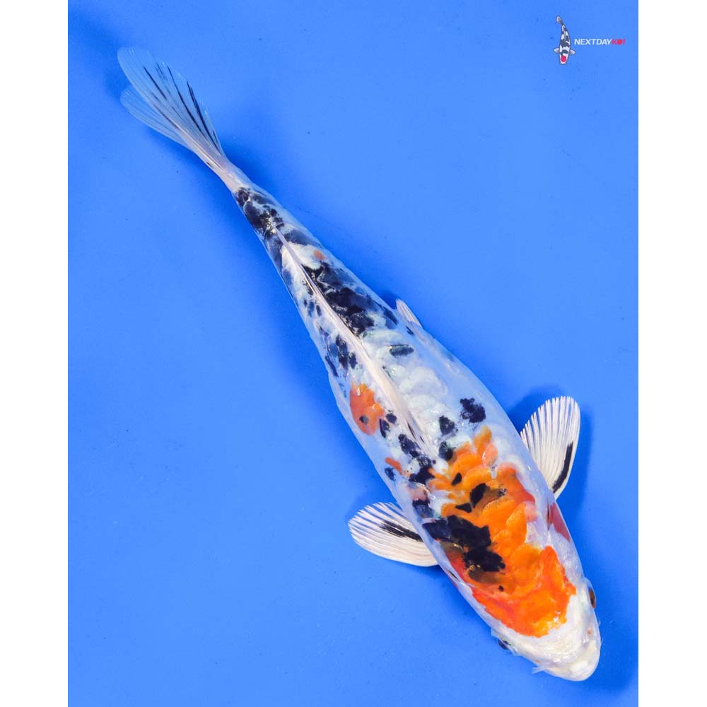 8” Imported Heisei Nishiki