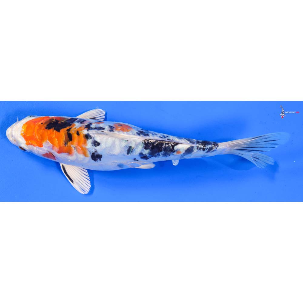 8” Imported Heisei Nishiki