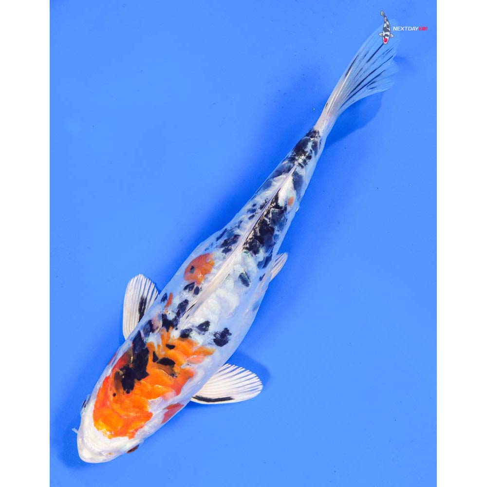 8” Imported Heisei Nishiki