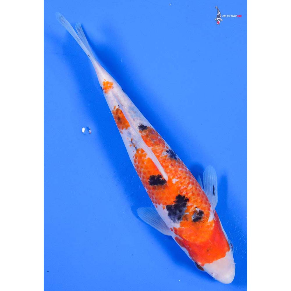 8.5” Imported Sanke