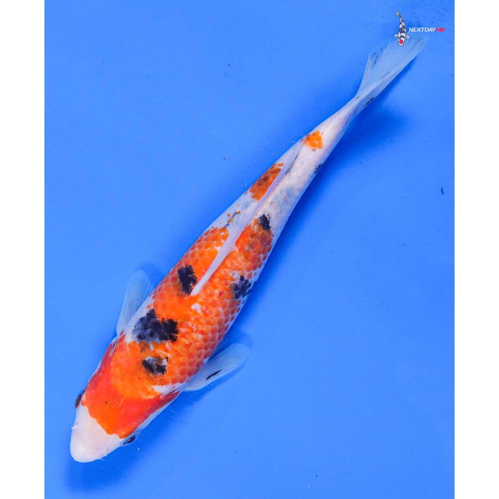 8.5” Imported Sanke