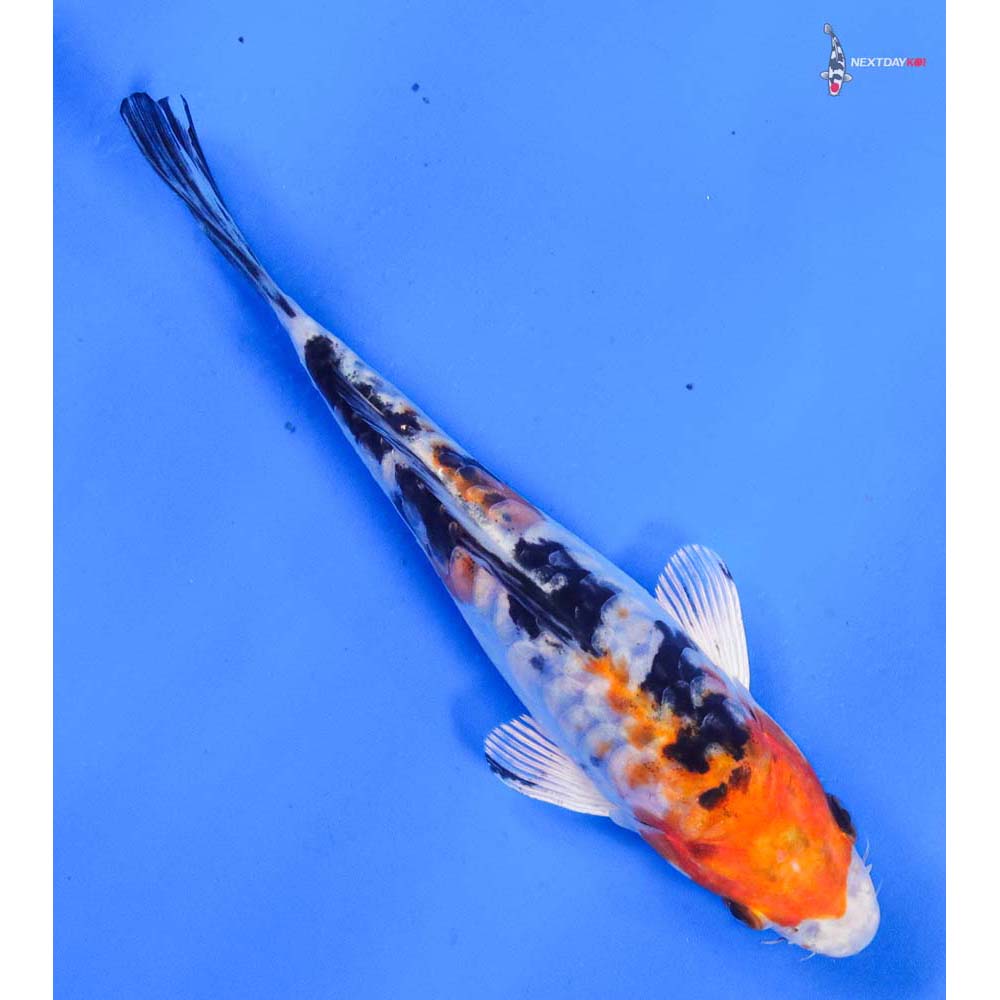 6.5” Imported Heisei Nishiki