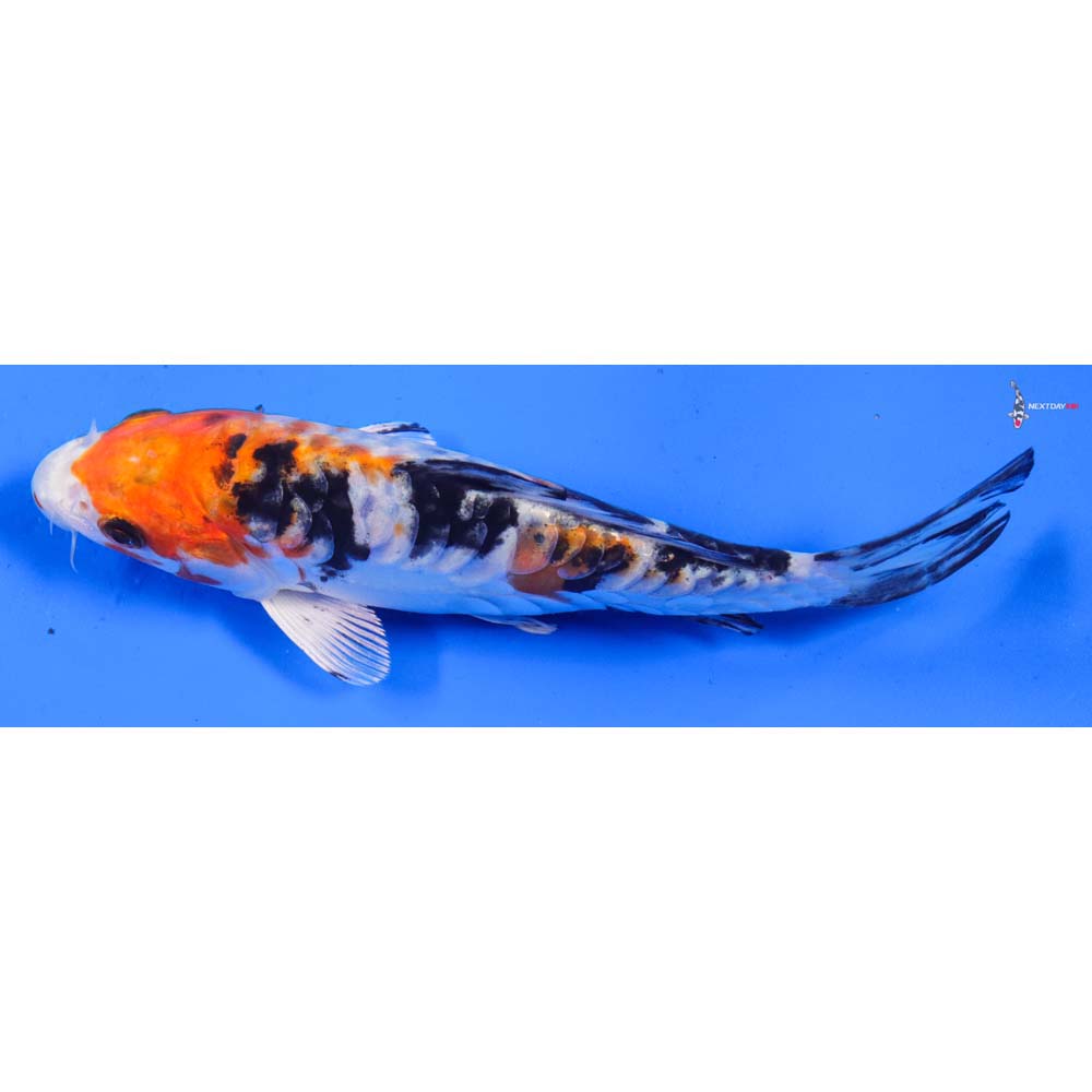 6.5” Imported Heisei Nishiki