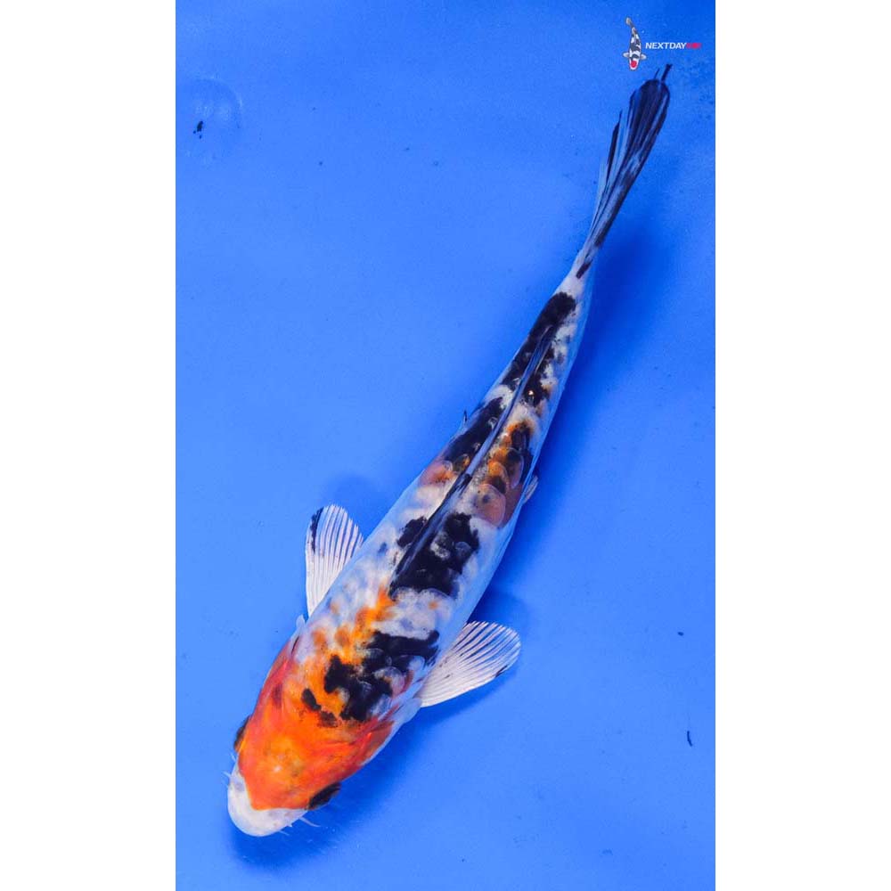 6.5” Imported Heisei Nishiki