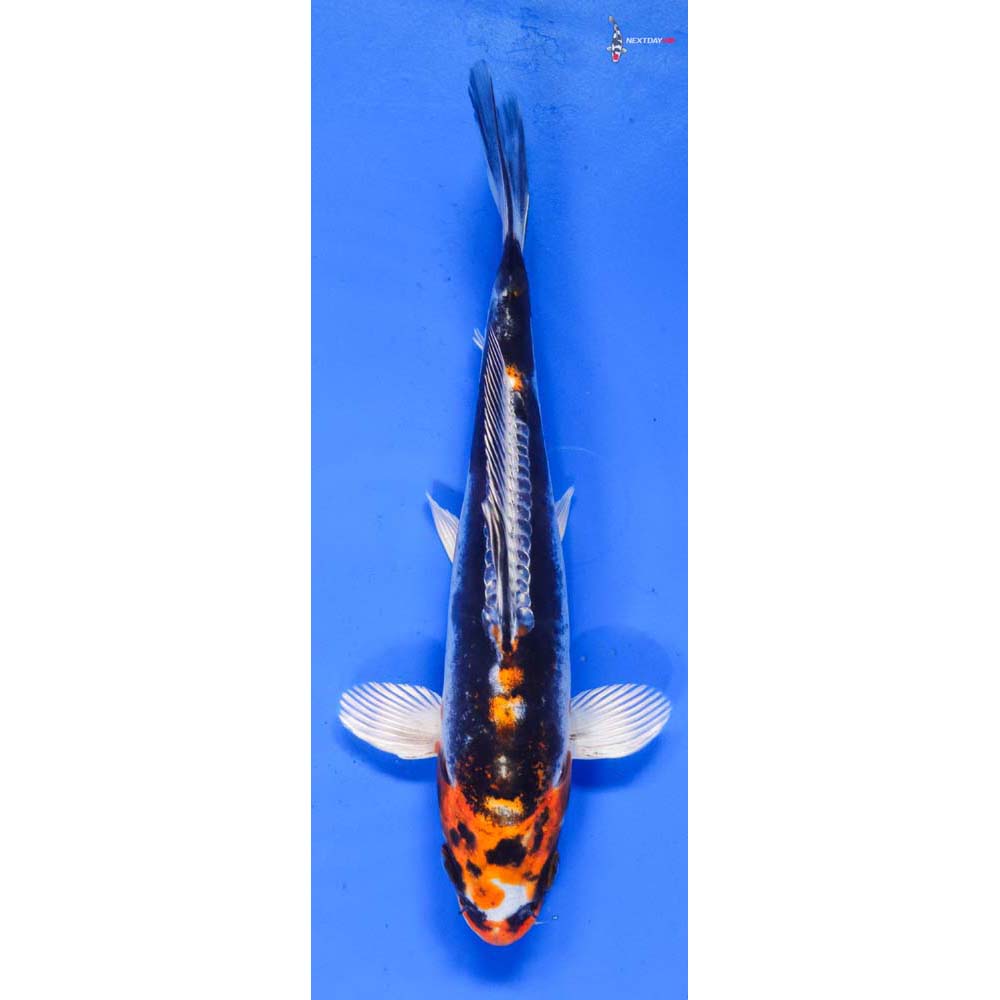 6.5” Imported Kin Kikokuryu