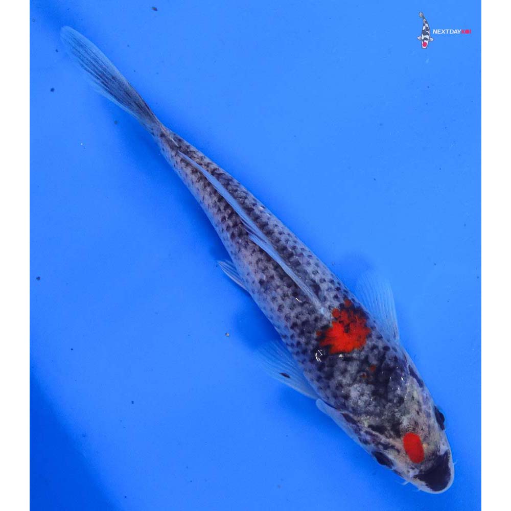 6.5” Imported Goshiki