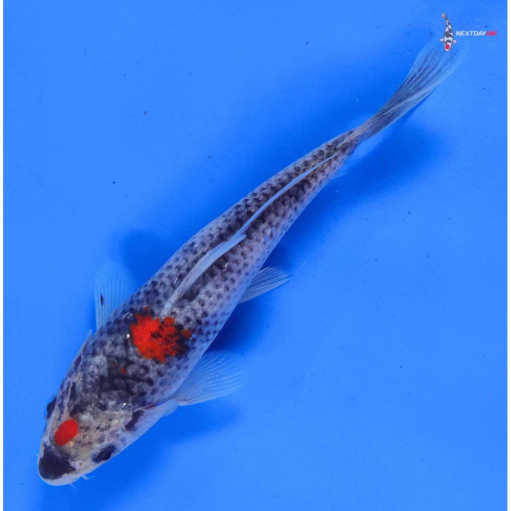 6.5” Imported Goshiki