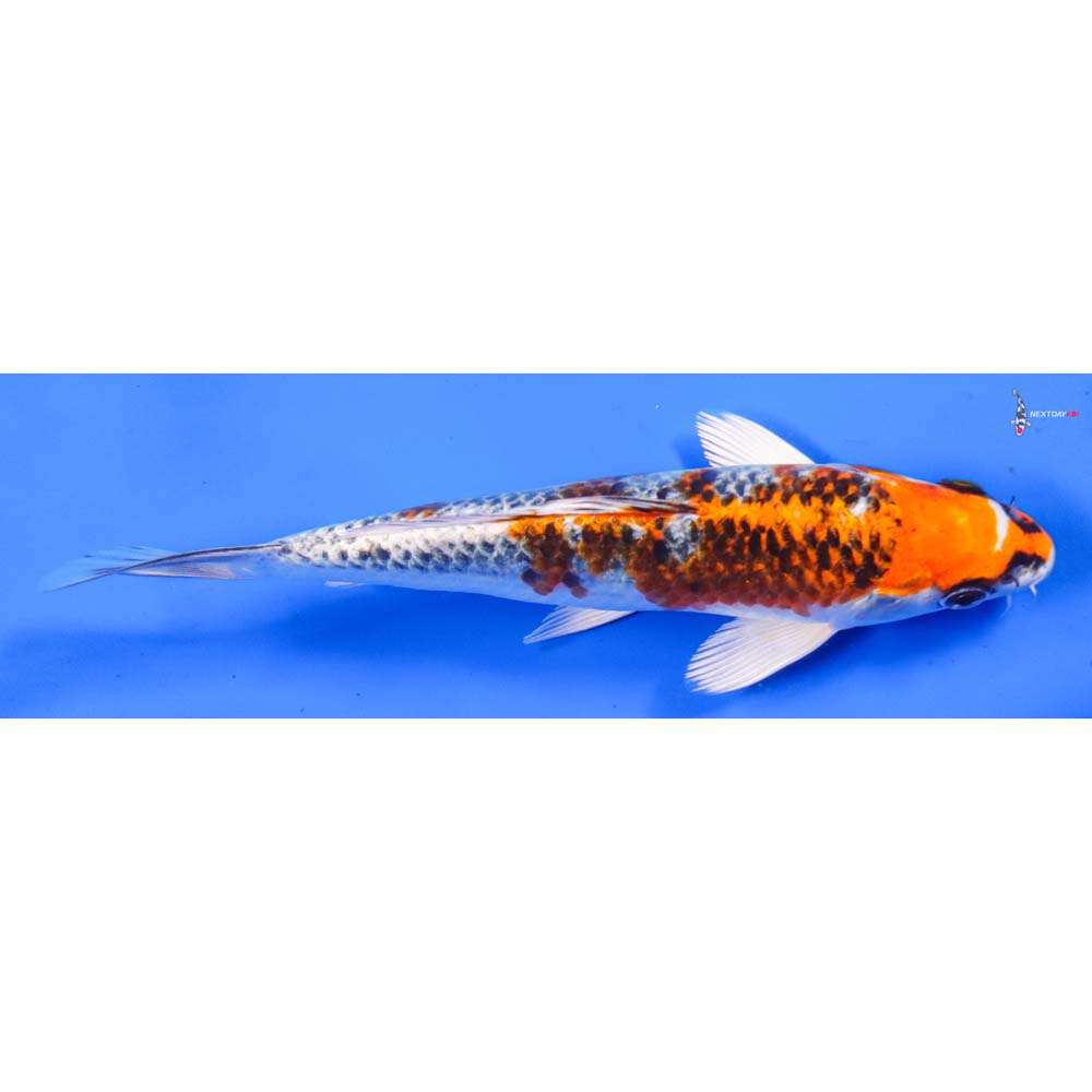 7.5” Imported Kujaku