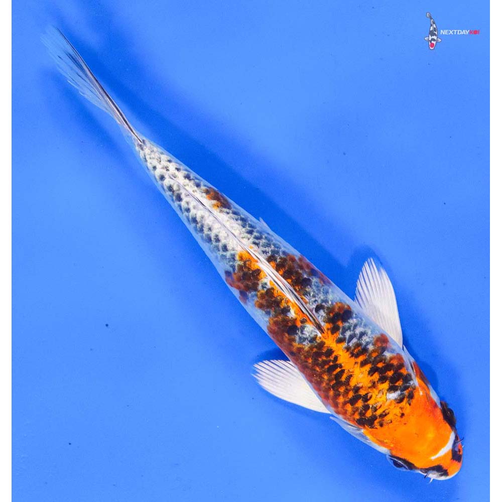 7.5” Imported Kujaku