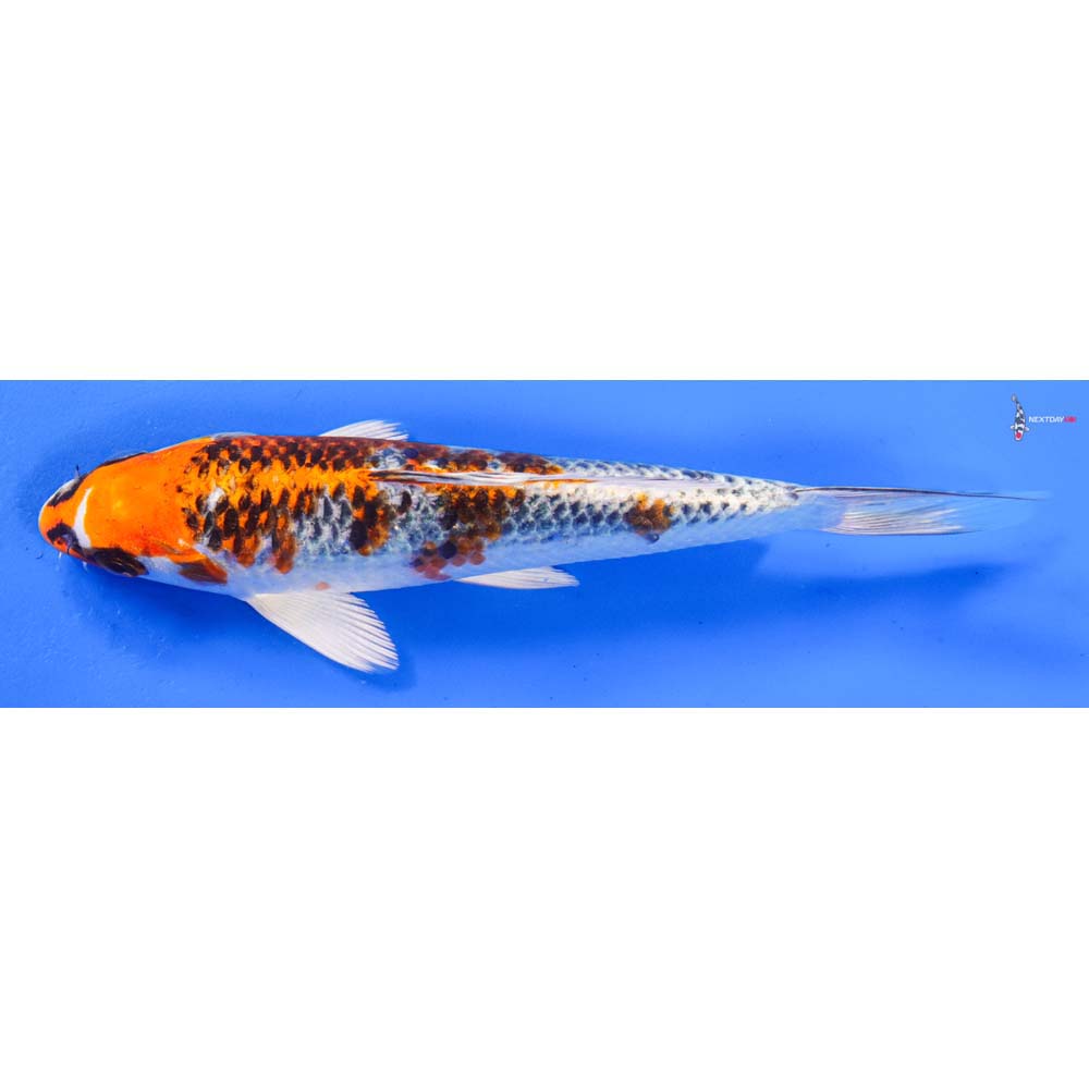 7.5” Imported Kujaku