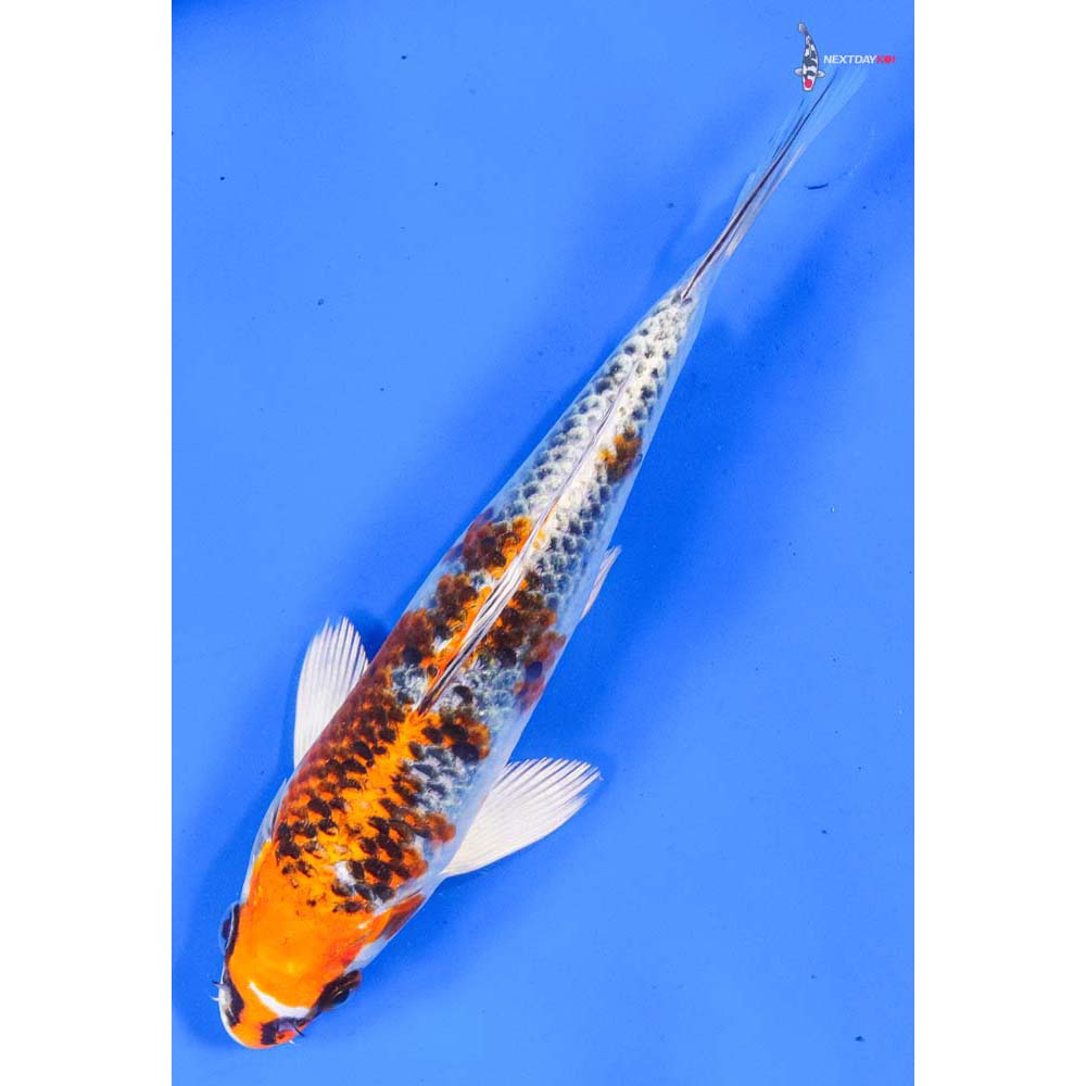 7.5” Imported Kujaku