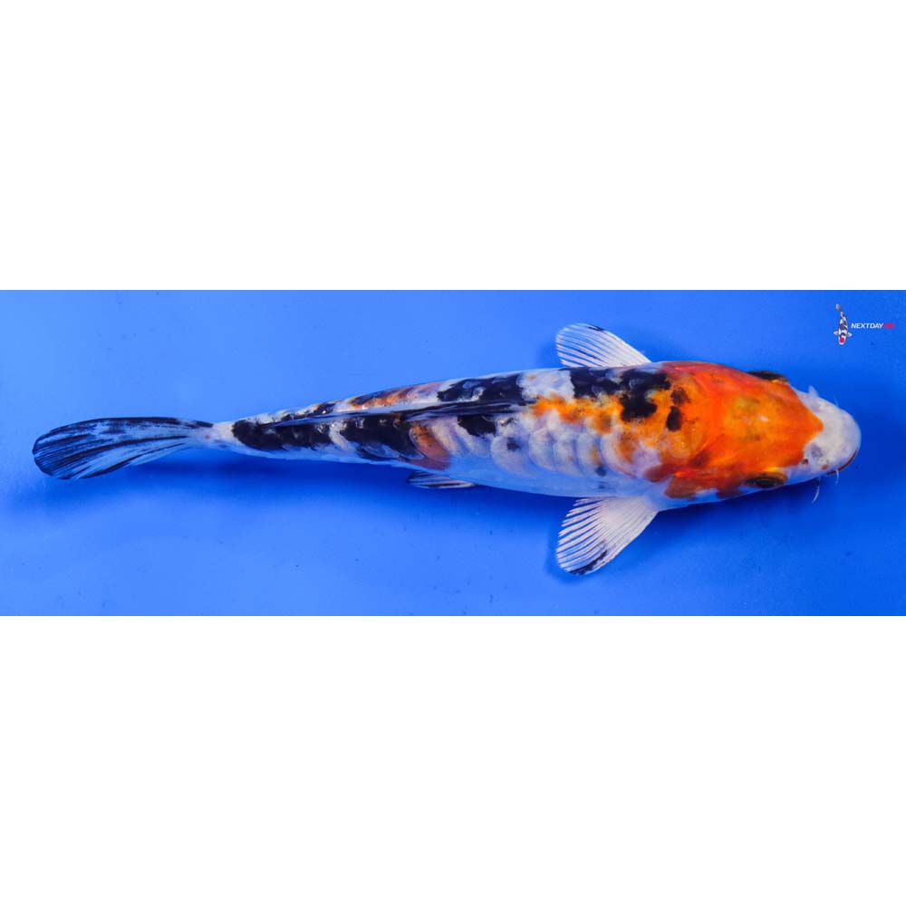 6.5” Imported Heisei Nishiki