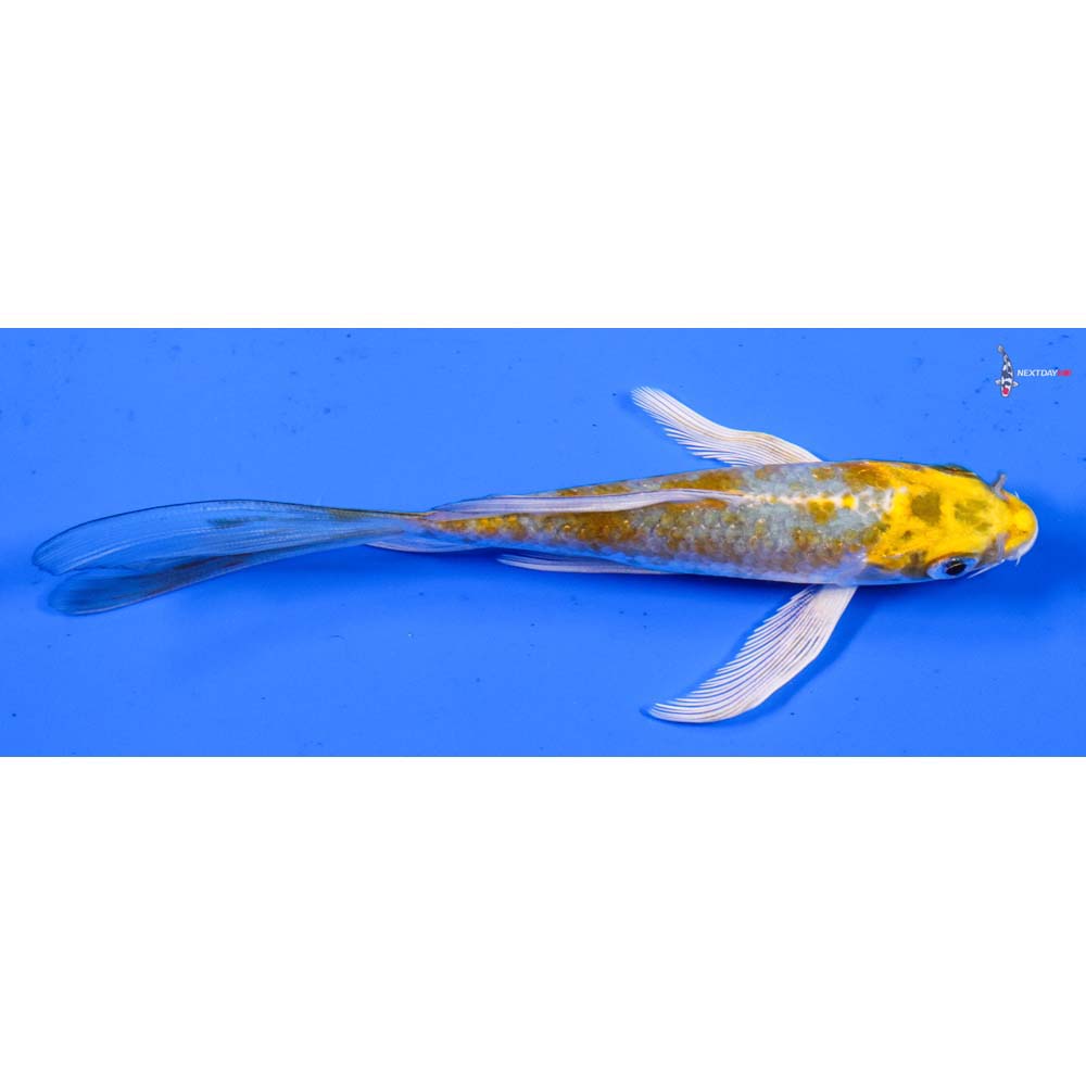 5” Imported Kujaku Butterfly Koi