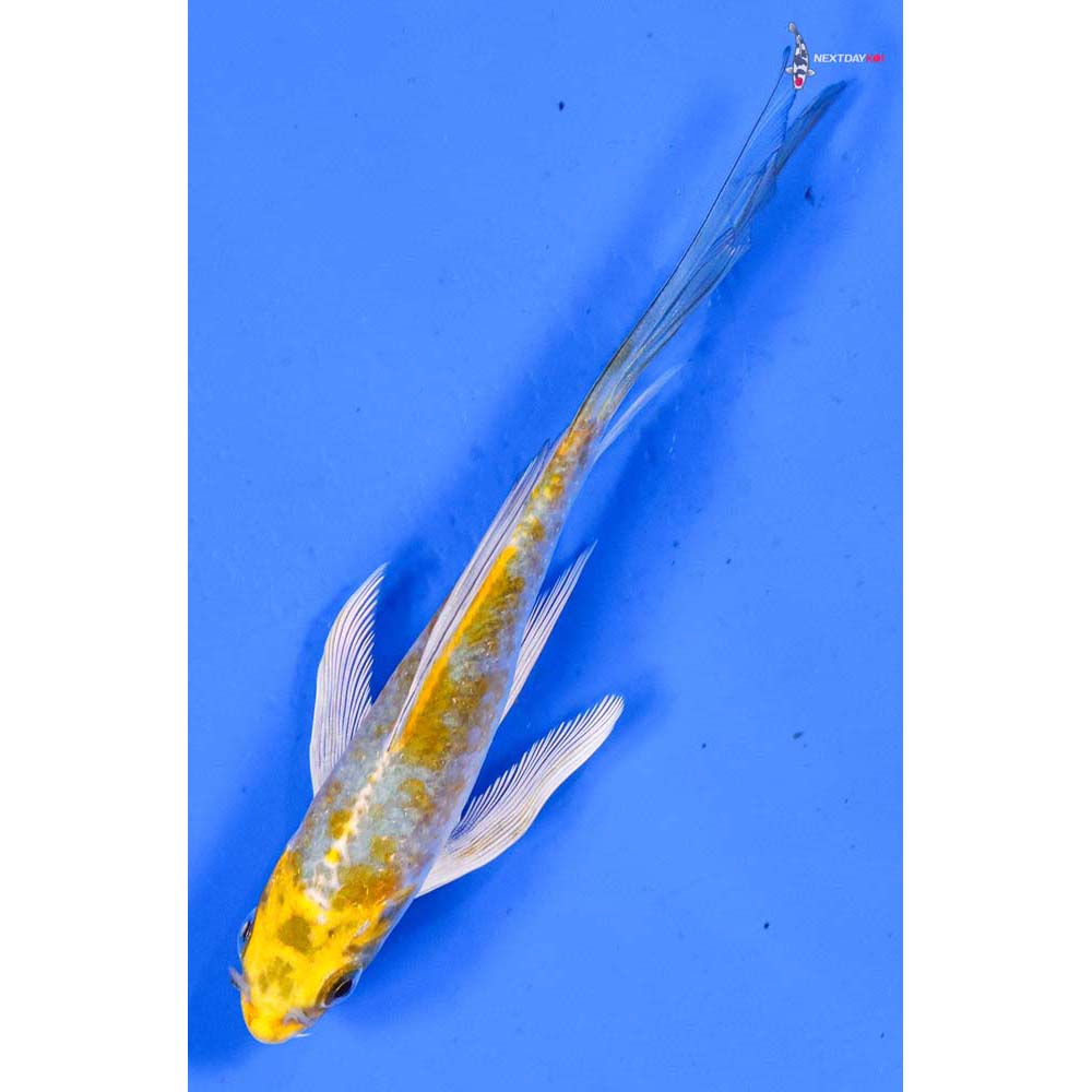 5” Imported Kujaku Butterfly Koi